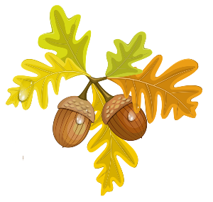 acorns